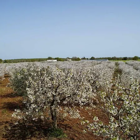 Trullo Dell'aia * モノーポリ